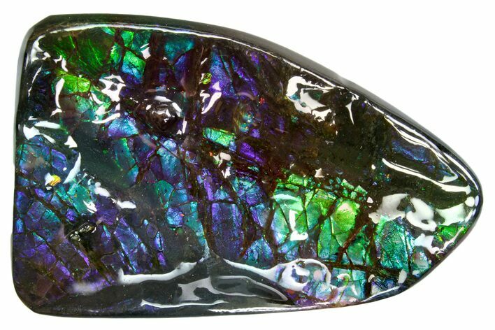 Iridescent Ammolite (Fossil Ammonite Shell) - Greens & Purples #336296